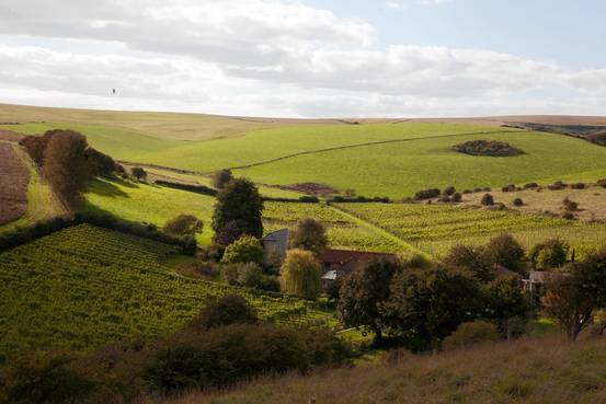 Wine vineyard southern england