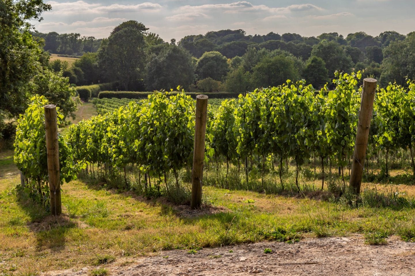 Wine region Sussex England